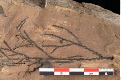 Foto (Detailansicht) von Sphaeria mediterranea Ettingshausen (NHMW-GEO-2024-0188-0027)
